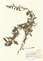 藏品(藜屬)的圖片